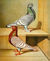 C. stictae