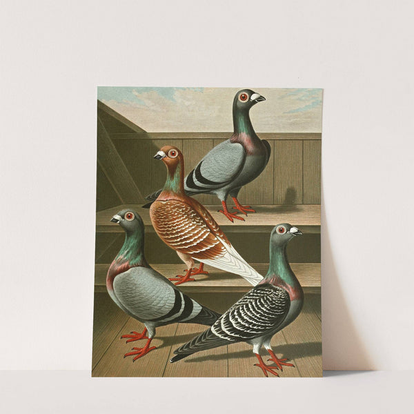 C. tabellaria europea by Gustav Prütz