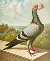 C. tabellarica persica
