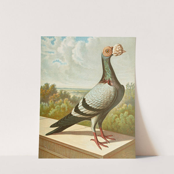 C. tabellarica persica by Gustav Prütz