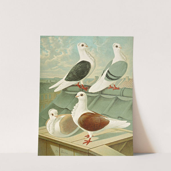 C. turbita II by Gustav Prütz