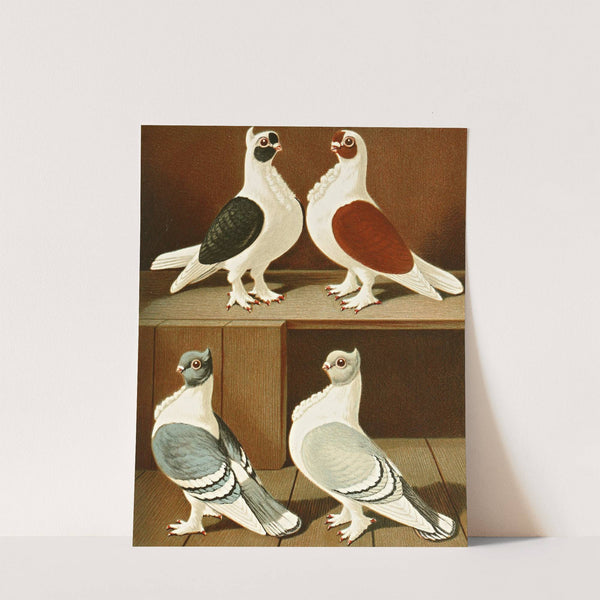 C. turbitinae by Gustav Prütz