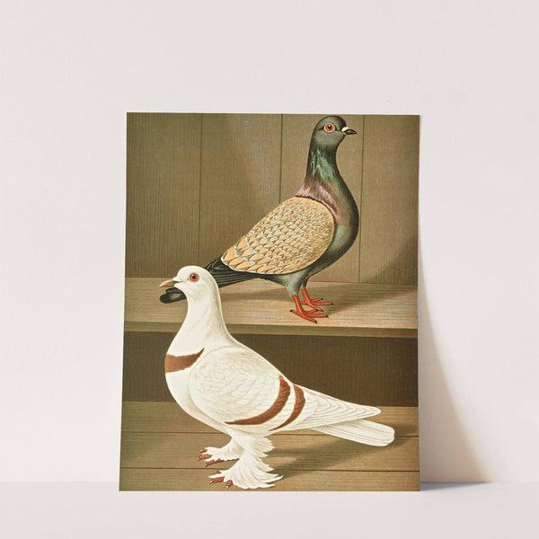 C. vietoriae, C. helvetiae by Gustav Prütz