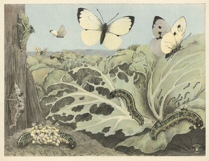 A Classical Landscape