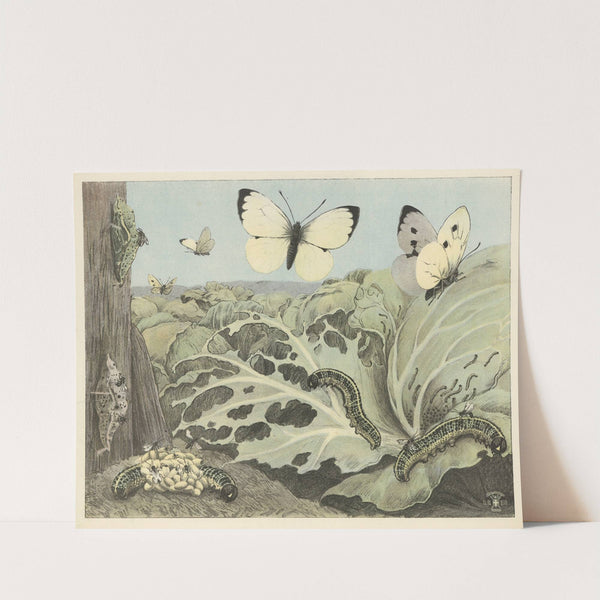 Cabbage butterflies (1892) by Oluf August Hermansen