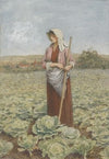 Cabbage field