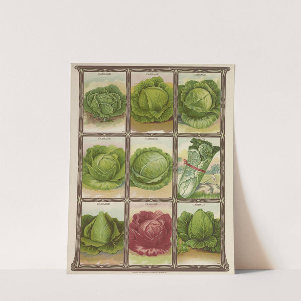 Cabbage (1921) by Genesee Valley Lithograph Co.