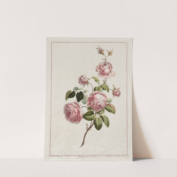 Cabbage Province Rose (1801) by John Edwards