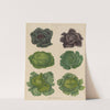 Cabbages (1876-1886) by Ernst Benary