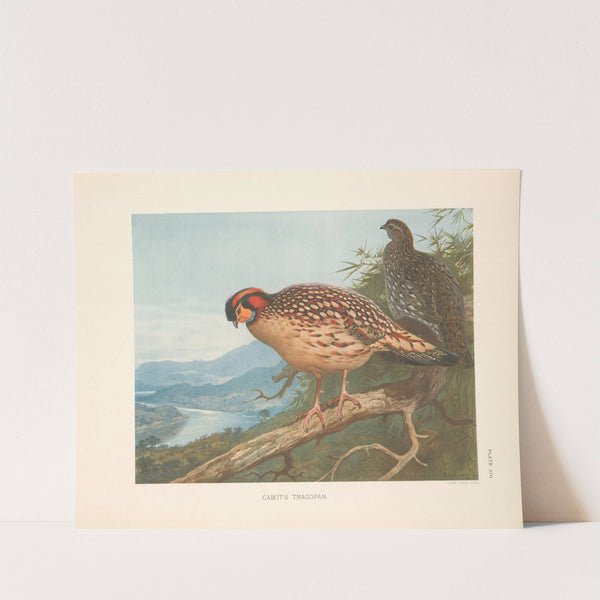 Cabot’s Tragopan (Tragopan caboti). (1918-1922) by Archibald Thorburn