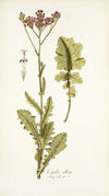Cacalia villosa