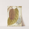 Cacao (1783) by Jan Brandes