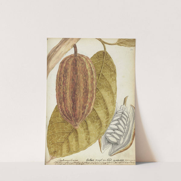 Cacao (1783) by Jan Brandes