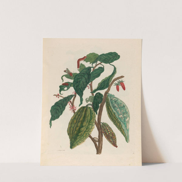 Cacao (1719) by Maria Sibylla Merian