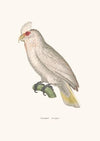 Cacatoe Nasique
