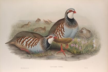 Caccabis rubra. Red-legged Partridge. (1862-1873)