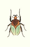 Cacique Beetle