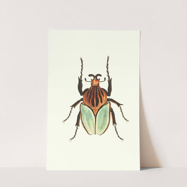 Cacique Beetle by George Shaw