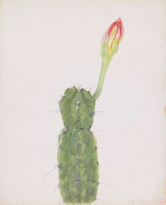 Cactus (1919)