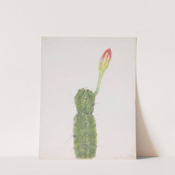 Cactus (1919) by Joseph Stella