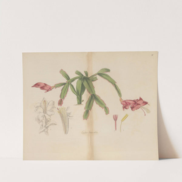 Cactus truncatus by William Jackson Hooker