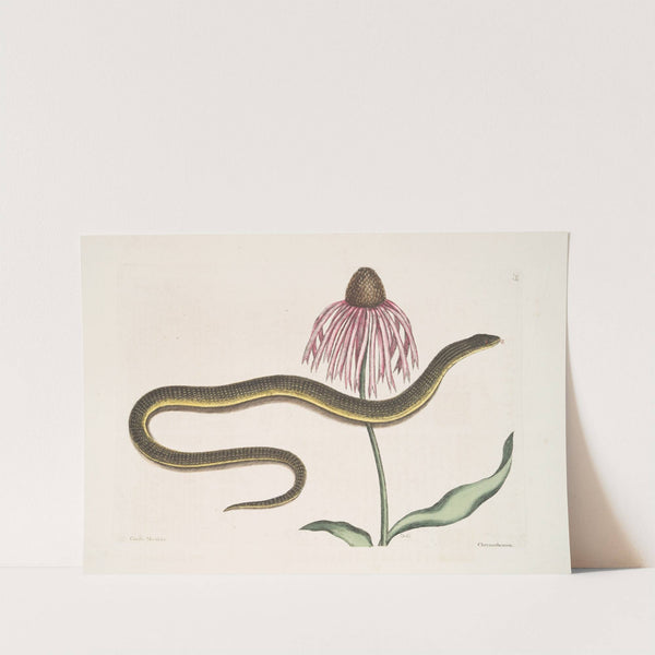 Cæcilia Maculata, The Glass-Snake; Chrysanthemum. by Mark Catesby