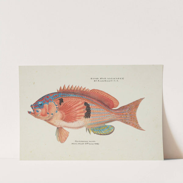 Caesioperca rasor (Tas) : Sea perch by Frank Edward Clarke