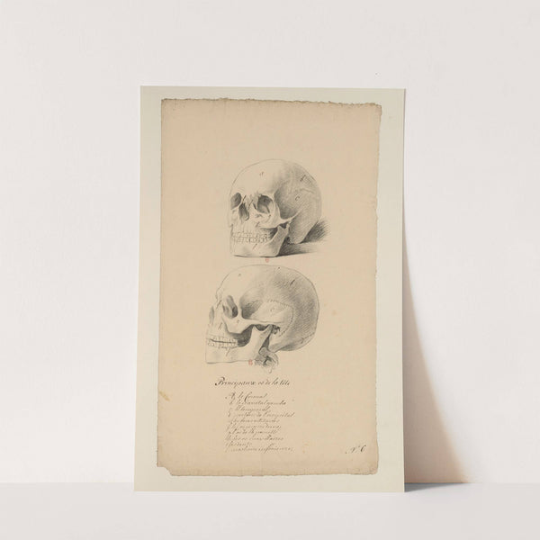 Cahiers d’Anatomie Pl.05 (18th Century) by Charles Monnet