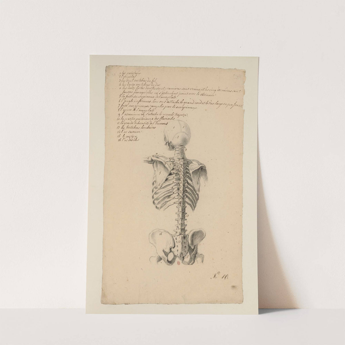 Cahiers d’Anatomie Pl.10 (18th Century) by Charles Monnet