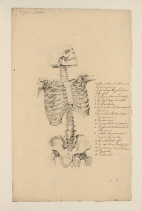 Cahiers d’Anatomie Pl.12 (18th Century) — size preview