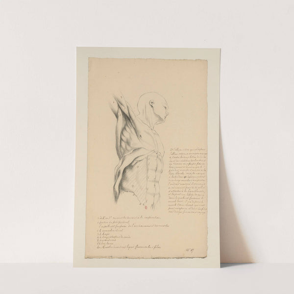 Cahiers d’Anatomie Pl.14 (18th Century) by Charles Monnet