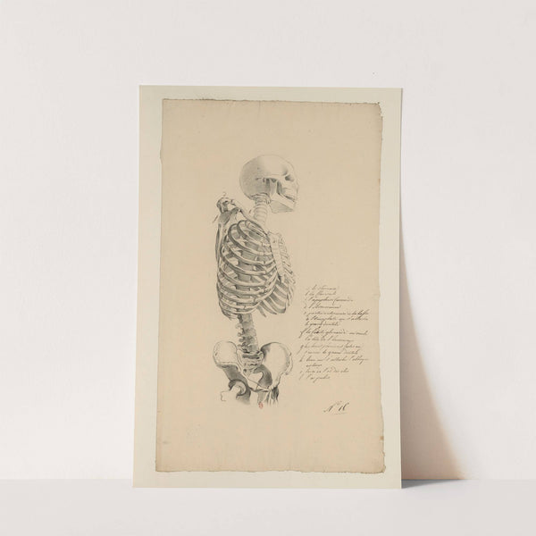 Cahiers d’Anatomie Pl.15 (18th Century) by Charles Monnet