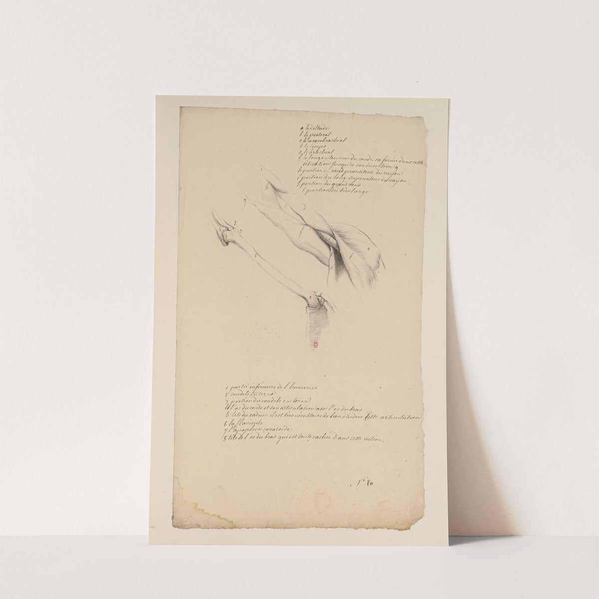 Cahiers d’Anatomie Pl.19 (18th Century) by Charles Monnet