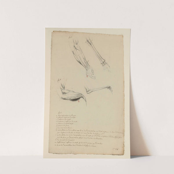Cahiers d’Anatomie Pl.26 (18th Century) by Charles Monnet