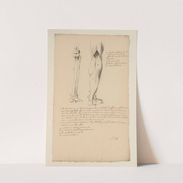 Cahiers d’Anatomie Pl.28 (18th Century) by Charles Monnet