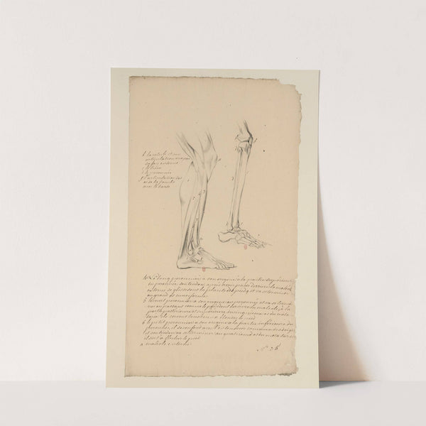 Cahiers d’Anatomie Pl.29 (18th Century) by Charles Monnet