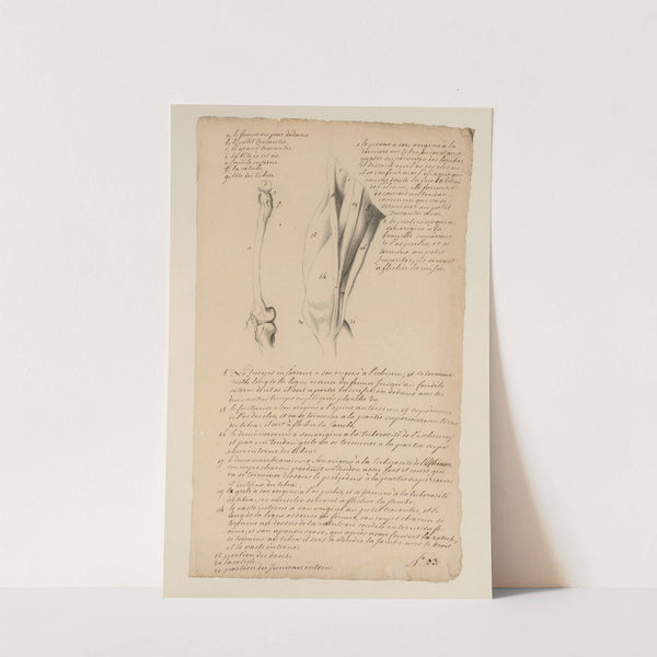 Cahiers d’Anatomie Pl.31 (18th Century) by Charles Monnet