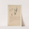 Cahiers d’Anatomie Pl.32 (18th Century) by Charles Monnet