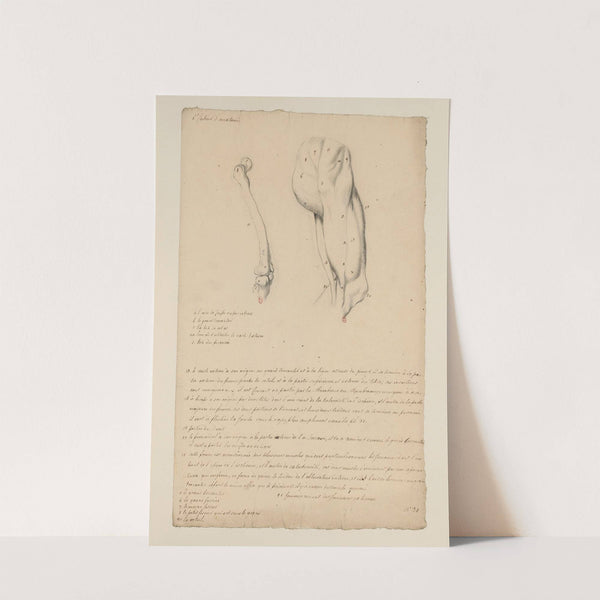 Cahiers d’Anatomie Pl.33 (18th Century) by Charles Monnet