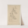 Cahiers d’Anatomie Pl.36 (18th Century) by Charles Monnet