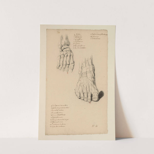 Cahiers d’Anatomie Pl.37 (18th Century) by Charles Monnet
