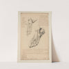 Cahiers d’Anatomie Pl.38 (18th Century) by Charles Monnet