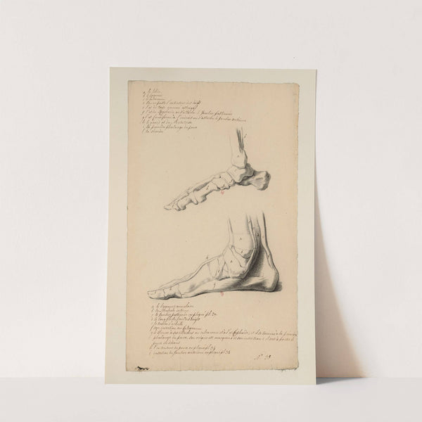 Cahiers d’Anatomie Pl.39 (18th Century) by Charles Monnet