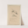 Cahiers d’Anatomie Pl.41 (18th Century) by Charles Monnet