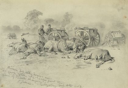 Caisson and battery horses – near the grove of trees