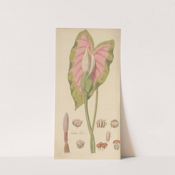 Caladium bicolor by William Jackson Hooker