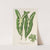 Caladium Lemaireanum by Charles Antoine Lemaire