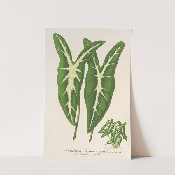 Caladium Lemaireanum by Charles Antoine Lemaire