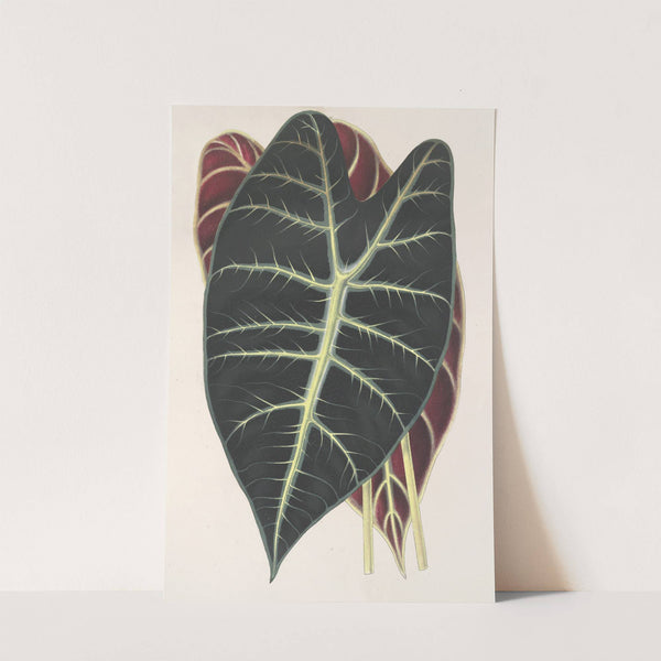 Caladium Lowii by Charles Antoine Lemaire