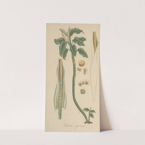 Caladium seguinum (1823) by William Jackson Hooker